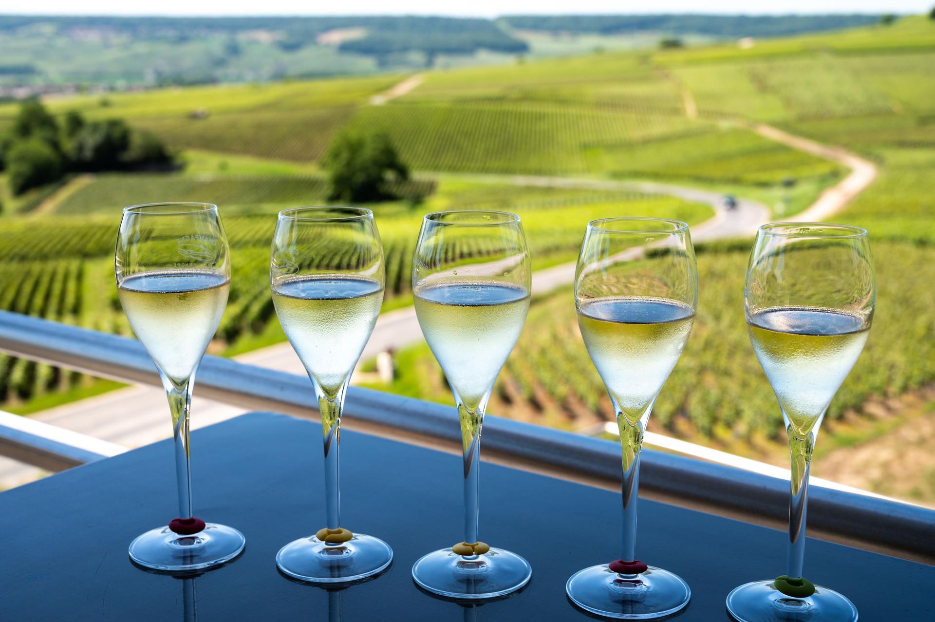 Tasting of brut and demi-sec white champagne sparkling wine from special flute glasses with Champagne vineyards on background, France