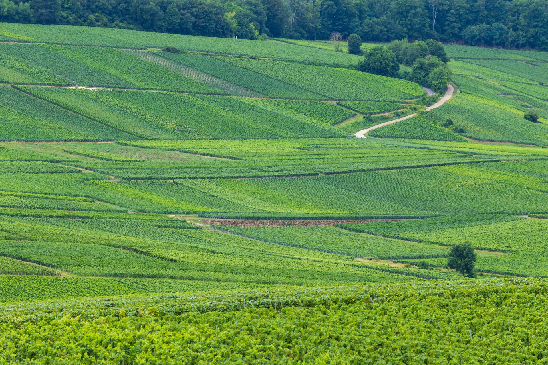 Scenic view of vineyards covering rolling hills in Leuvrigny, France